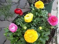 １月２０日の誕生花 ラナンキュラス 黄 の花言葉 優しい心遣い 春の日差しに 光輝を放つ ラナンキュラスの黄色い花 弥生おばさんのガーデニングノート 花と緑の365日 楽天ブログ