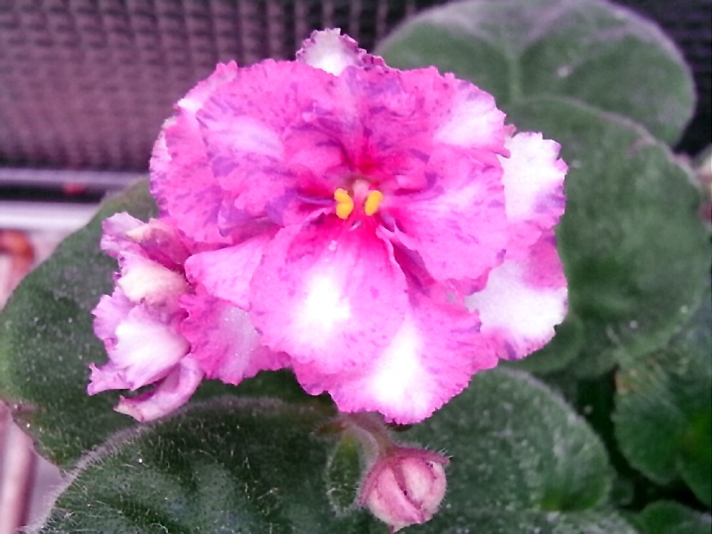 セントポーリア Zaca's ette 初開花株 縞花 セントポーリア Zaca's