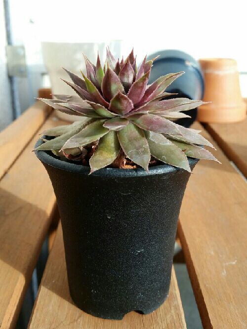 お得セット この時期のセンペルビウムはどんな具合かな？ | デルオの多肉 その他多肉植物