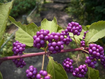 RIMG0527.jpg