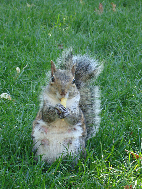 0324 Squirrel02.jpg