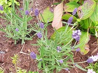 ７月５日の誕生花 ラベンダーの花言葉 私に答えてください 風に立ちのぼるさわやかな 豊香 弥生おばさんのガーデニングノート 花と緑の365日 楽天ブログ