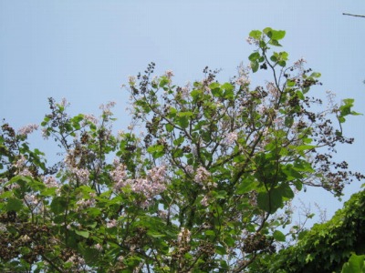 @.IMG_7101.jpg