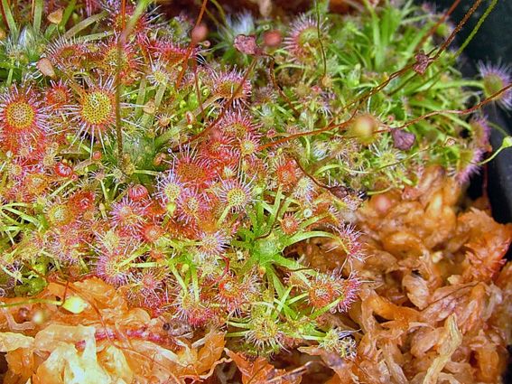 ピグミードロセラ 食虫植物 楽天ブログ