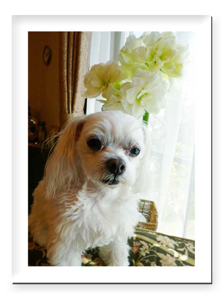 ポットアマリリス ダブルドリーム ホワイト 愛犬シルキー クッキーとお花の小部屋 楽天ブログ