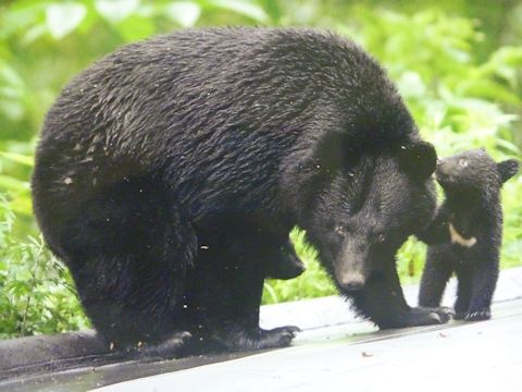 ツキノワグマのお話し | りえばぁのきときと日記 - 楽天ブログ