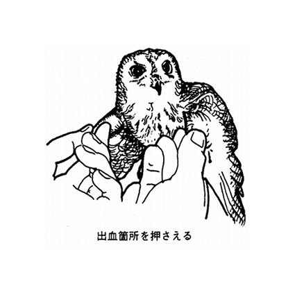 野生動物救護研究会『アニマルレスキュー教本 野鳥編』7．ケガ