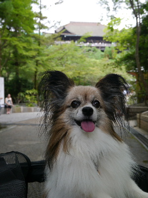 2012京都夏15.JPG