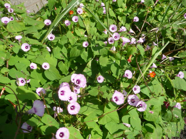 豆朝顔 ピンクと白 ヘチマの花と実 銀木犀 写真あり 私の好きな花 楽天ブログ