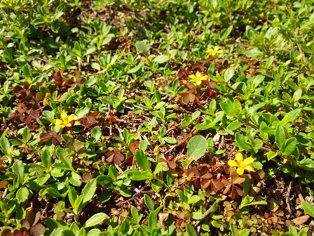 クラピアの庭にはびこる厄介な雑草 緑の温もりを感じる庭づくり 北限のクラピア 楽天ブログ