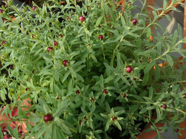 花かんざし つぼみ