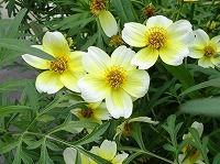 １０月１日の誕生花 ビデンスの花言葉 もう一度愛します 冬に咲くウインターコスモスの 真心 弥生おばさんのガーデニングノート 花と緑の365日 楽天ブログ