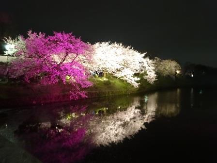 舞鶴公園 福岡城跡 夜桜のライトアップ さくらグルメ屋台 Grazieのマルゲリータ Y S Favorites 楽天ブログ