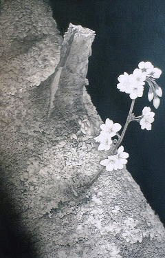 sakura (furuki ).jpg