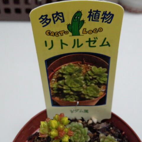 カクトロコ