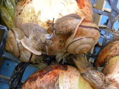 DSCN4305.jpg