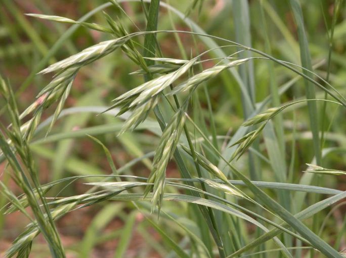 イネ科植物は人類にとって欠かせない存在 歌 と こころ と 心 の さんぽ 楽天ブログ