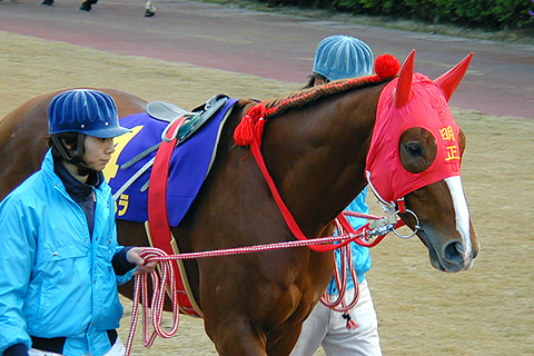 メイセイオペラの思い出（その3） | 地方競馬の楽天競馬｜日替わりライターブログ - 楽天ブログ