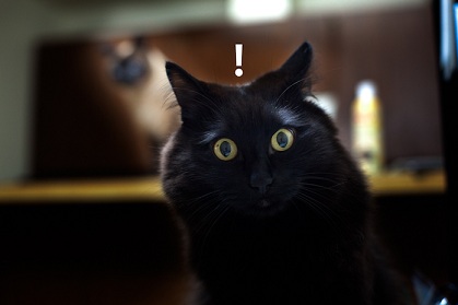 しゃべる猫 しおちゃん の御眼々が大変なことに Aselluseの丸太小屋 楽天ブログ