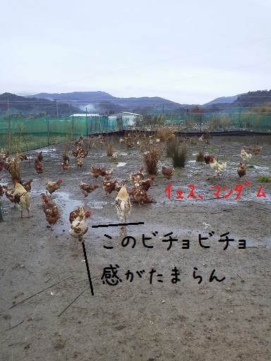 びちょちょ.jpg