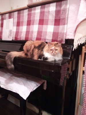 meri
