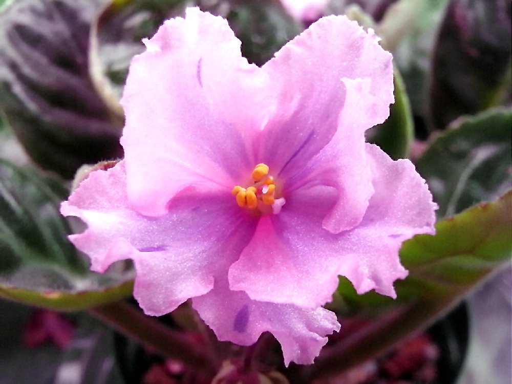 セントポーリア　Zaca's ette 初開花株 縞花 Sketch Artist （セントポーリア）米国から輸入した苗・縞花の