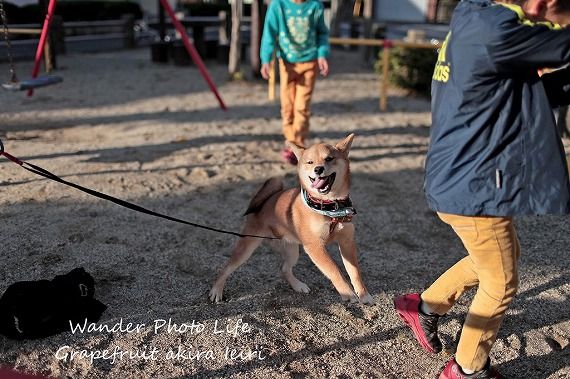 寒風摩擦　裸 女子も居る前で教師から上半身裸にさせられ | Dog photography and Essay - 楽天ブログ