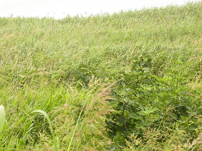 DSCN9707.jpg