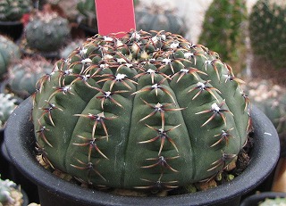 ギムノ・黒刺鳳頭 | ☆ガマンマの ニク・サボ栽培☆ - 楽天ブログ