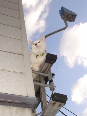 猫ちゃん