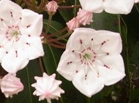 ４月３０日の誕生花 カルミアの花言葉 大きな希望 優美な女性 の 神秘的な思い出 の花 弥生おばさんのガーデニングノート 花と緑の365日 楽天ブログ