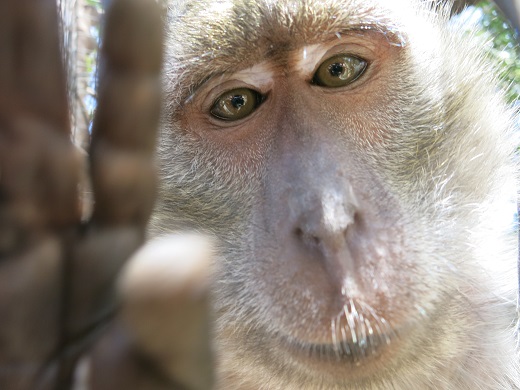 お猿のジョージ ファースト写真集 Tropical East Timor ワニ通信 東ティモール 楽天ブログ