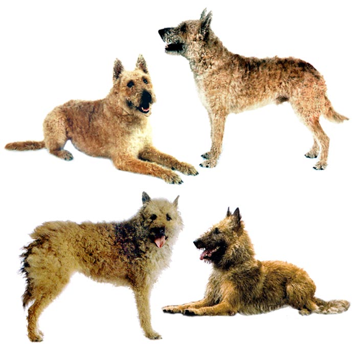 vintage dog ❀ クルクル巻き毛がキュートな ワンちゃん * vintage dog