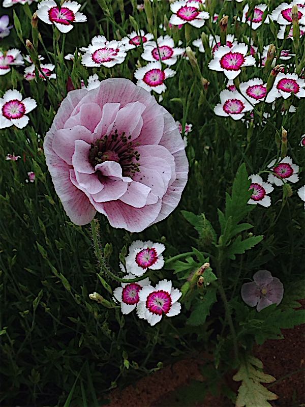 矮性 矢車草 | ＊種まきとガーデニング＊ - 楽天ブログ