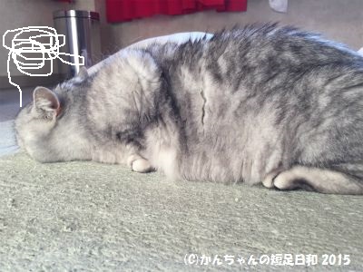 ゴキブリホイホイに引っかかった猫 かんちゃんの短足日和 楽天ブログ