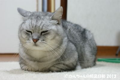 よう肥えとるがね かんちゃんの短足日和 楽天ブログ