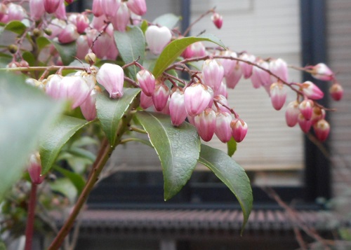 馬酔木の花が咲いた | 写真俳句Ryo 俳句 山野草 - 楽天ブログ