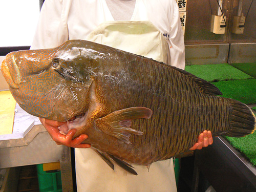 ナポレオンフィッシュは眼鏡持ちの魚です 宅配寿司 黒酢の寿司京山のブログ 楽天ブログ