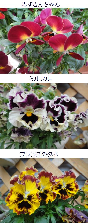 交配済みのビオラとパンジー