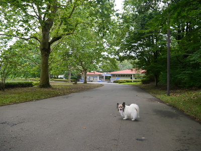 2012昭和記念公園4.JPG