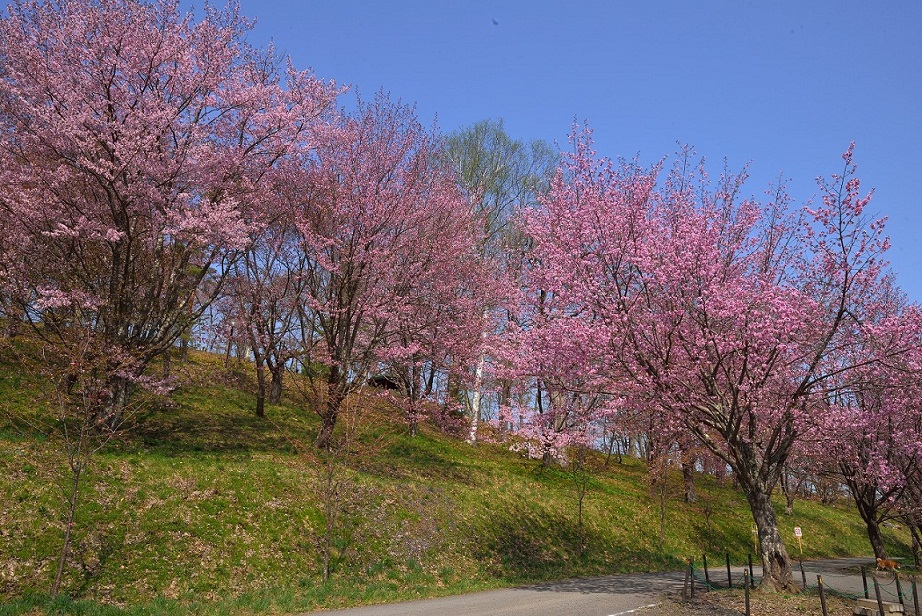 オホーツクの桜の風景について 北海道庁のブログ 超 旬ほっかいどう 楽天ブログ