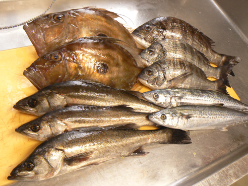 今日の鮮魚　佐賀県唐津.jpg