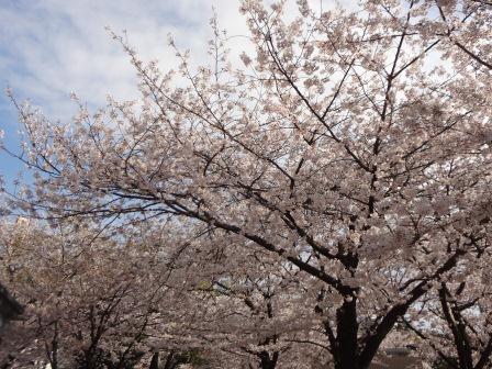 天神中央公園の桜 福岡市中央区 Y S Favorites 楽天ブログ