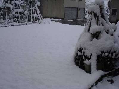雪