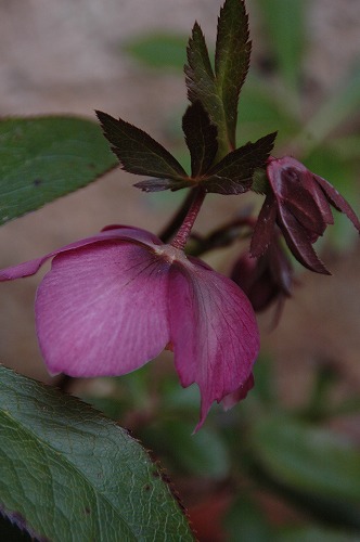 niwaDSC_3409.jpg