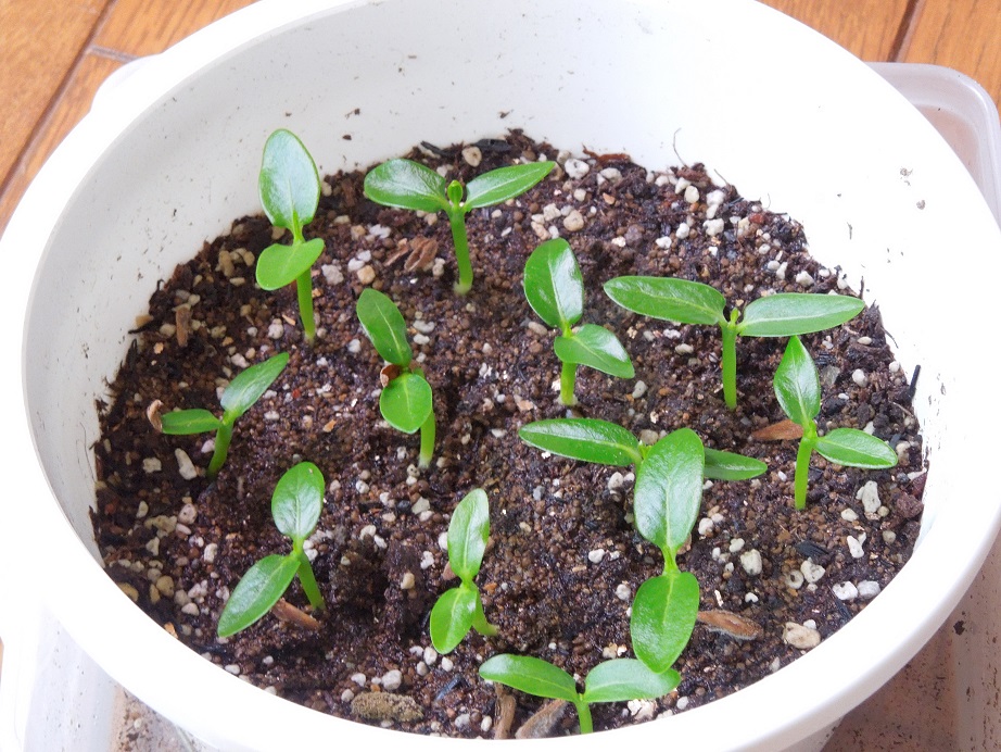 パキポディウム・アンボンゲンセ。種まき2回目(pachypodium パキポディウム・アンボンゲンセ。種まき2回目(pachypodium