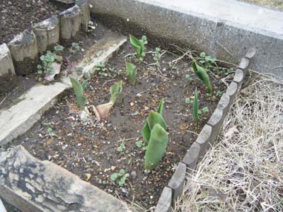 DSCF0533001.jpg