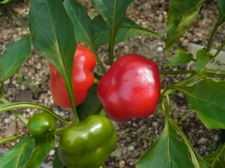 RIMG0550.jpg