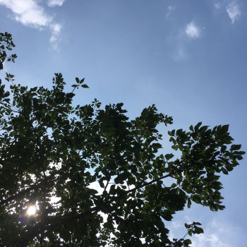 暑い!