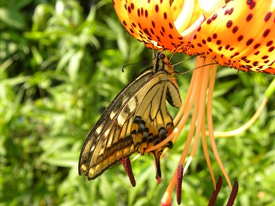 DSCN4425.jpg